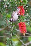 Bridled Honeyeater